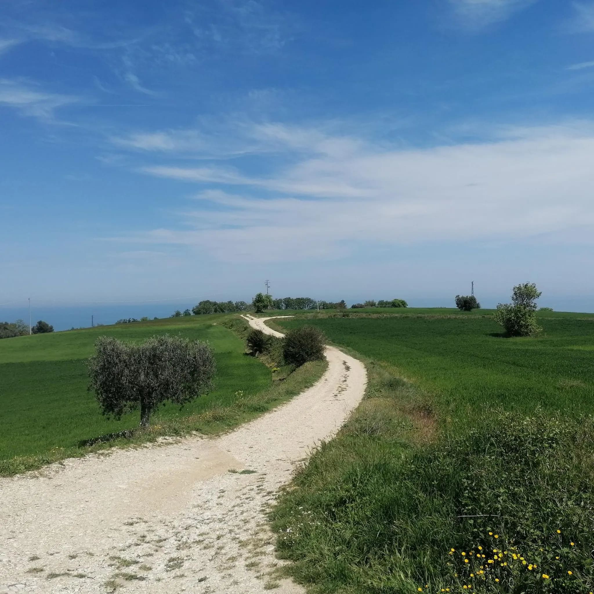 Spiaggia della Riviera delle Palme con mare calmo e passeggiata alberata